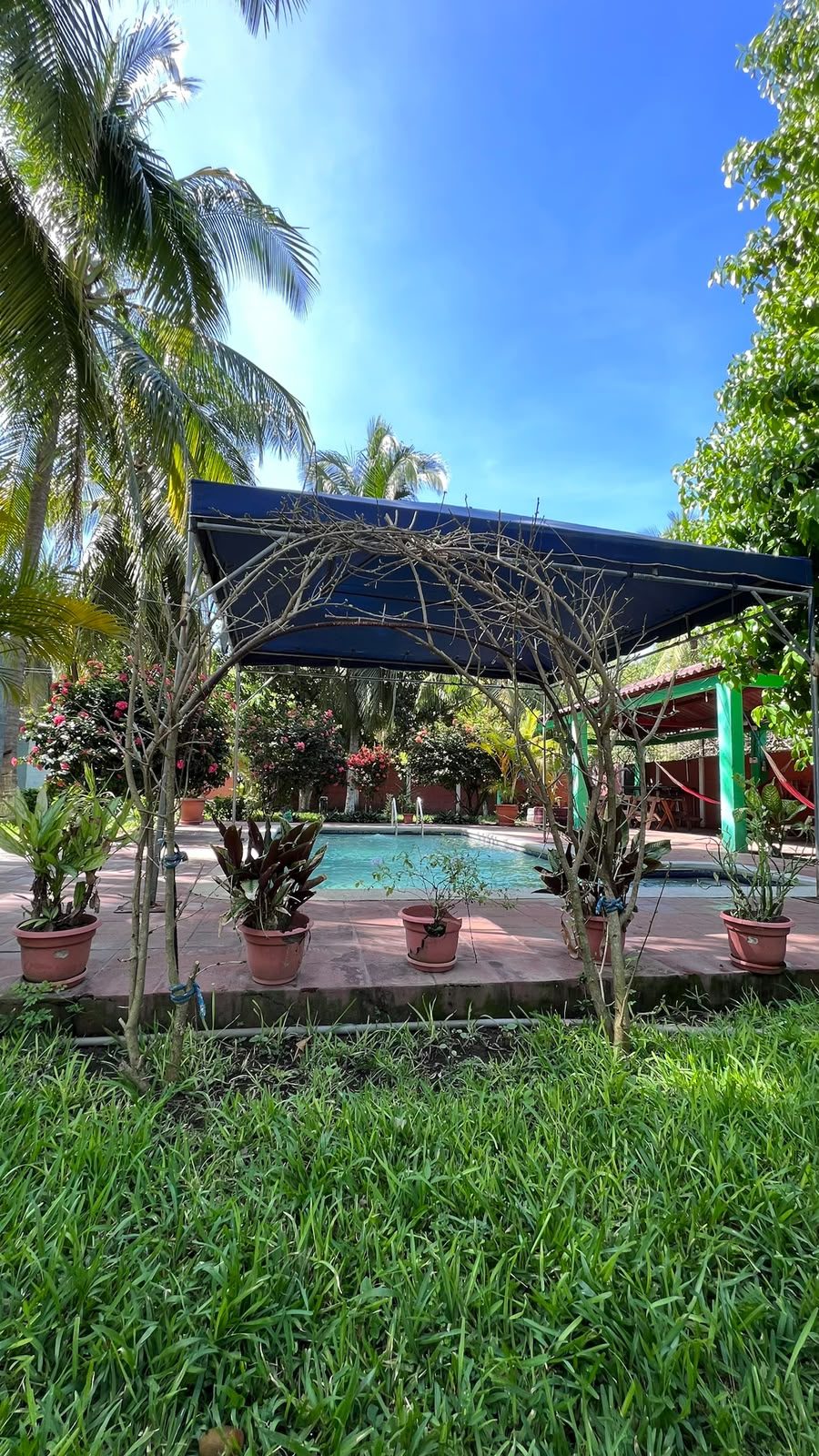 Jardín de grama con palmeras, plantas en macetas y la piscina al fondo