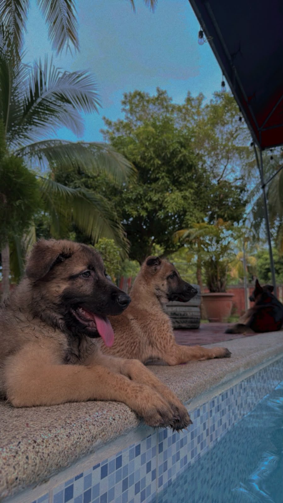 Dos cachorros pastor alemán descansando en la orilla de la piscina